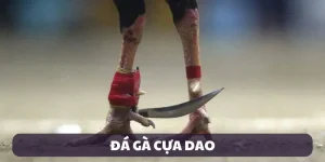 đá gà cựa dao