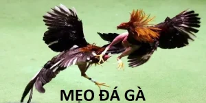 MẸO ĐÁ GÀ ALO789